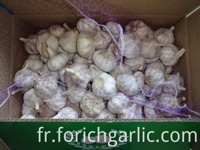 Size 5 0cm Normal Garlic